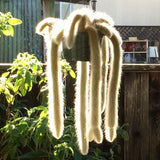 Cleistocactus winteri subsp. colademononis - 8 inch hanging plant