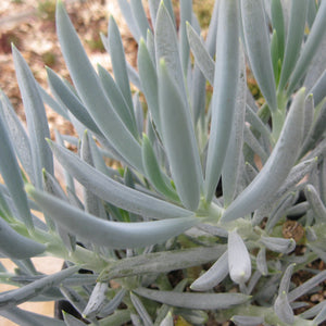 Senecio mandraliscae - 1 gallon plant