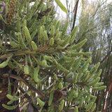 Cussonia paniculata - 5 gallon plant