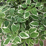 Alstroemeria psittacina 'Variegata' - 1 gallon plant