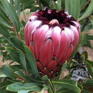 Protea neriifolia 'Big September' - 5 gallon plant