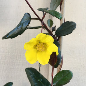 Hibbertia dentata - 2 gallon plant