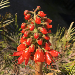 Greyia flanaganii x sutherlandii - 5 gallon plant