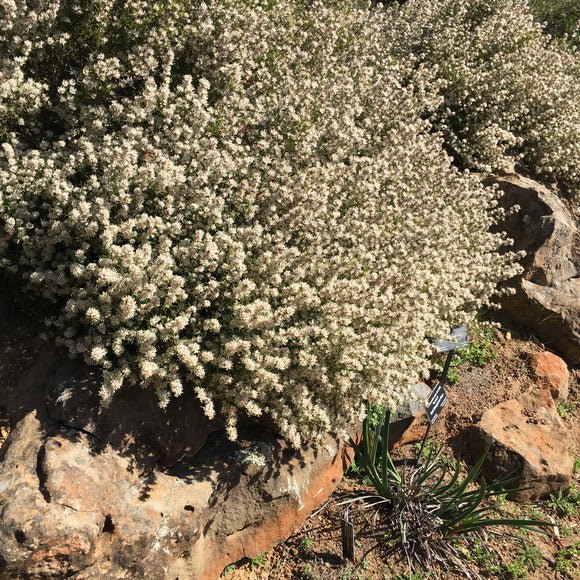 Grevillea umbellulata - 1 gallon plant