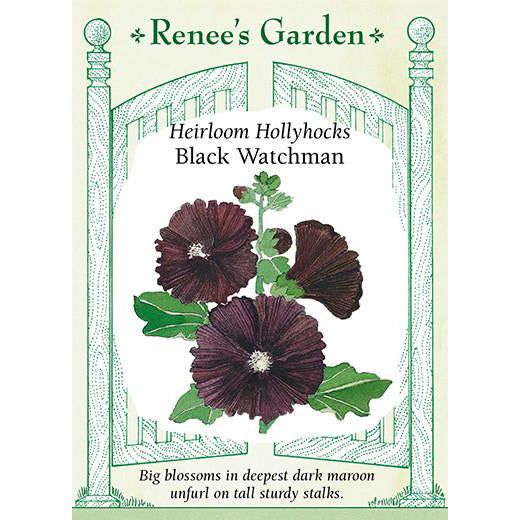Hollyhocks - Heirloom Black Watchman