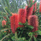 Banksia ericifolia (low form) - 1 gallon plant