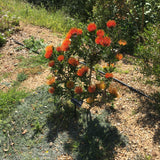 Leucospermum praecox - 2 gallon plant