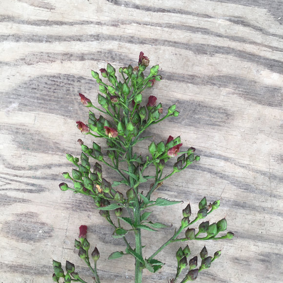 Scrophularia californica - 1 gallon plant
