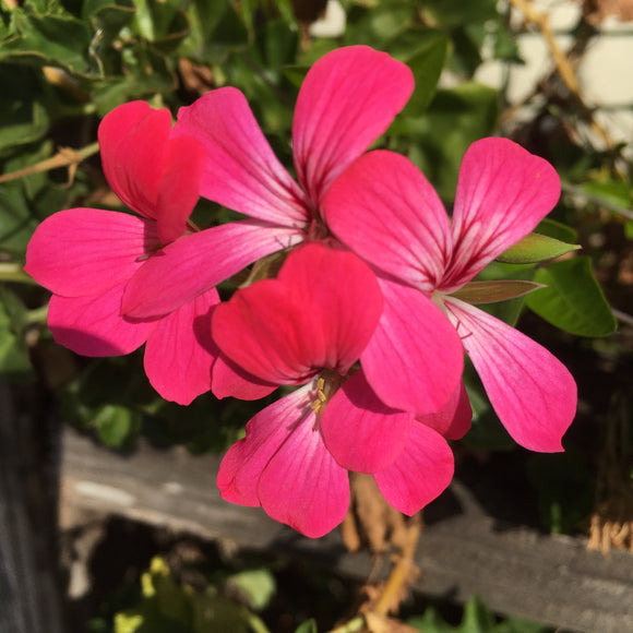 Pelargonium peltatum 'Cascade Acapulco Compact' - 1 gallon plant