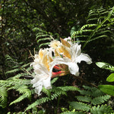 Rhododendron occidentale - 5 gallon plant