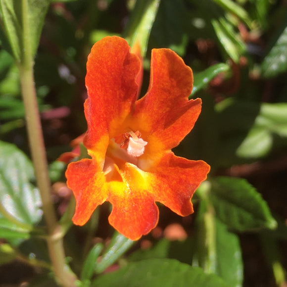 Diplacus 'Glowing Orange' - 1 gallon plant