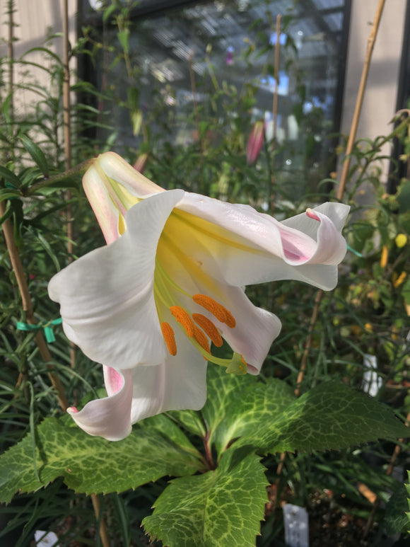 Lilium regale - 6 inch plant