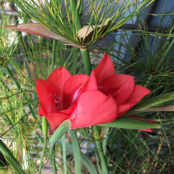 Gladiolus flanaganii - 6 inch plant