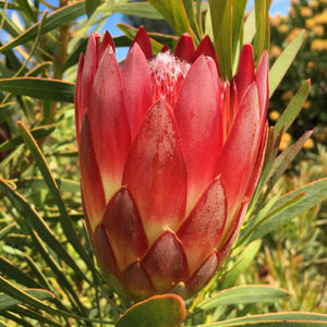 Protea repens 'Embers' - 2 gallon plant
