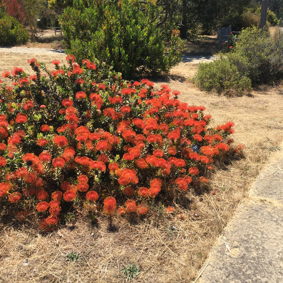 Leucospermum cordifolium 'Balls of Fire' - 2 gallon plant