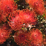 Leucospermum cordifolium 'Balls of Fire' - 2 gallon plant