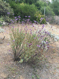 Salvia clevelandii 'Alpine' - 1 gallon plant