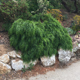 Acacia cognata 'Cousin Itt' - 1 gallon plant