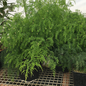Asparagus scandens - 1 gallon plant