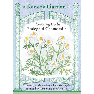Chamomile - Bodegold Flowering Herbs