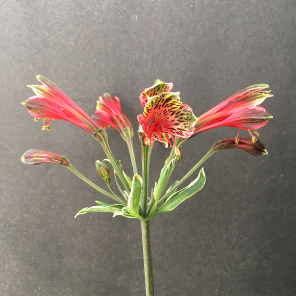 Alstroemeria psittacina 'Variegata' - 1 gallon plant