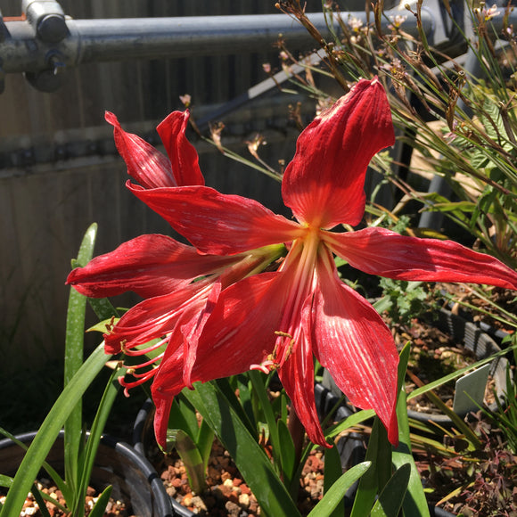 Hippeastrelia (red flower) - 1 gallon plant