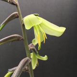 Puya mirabilis - 1 gallon plant