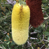 Banksia praemorsa - 2 gallon plant