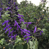 Salvia mexicana - 1 gallon plant