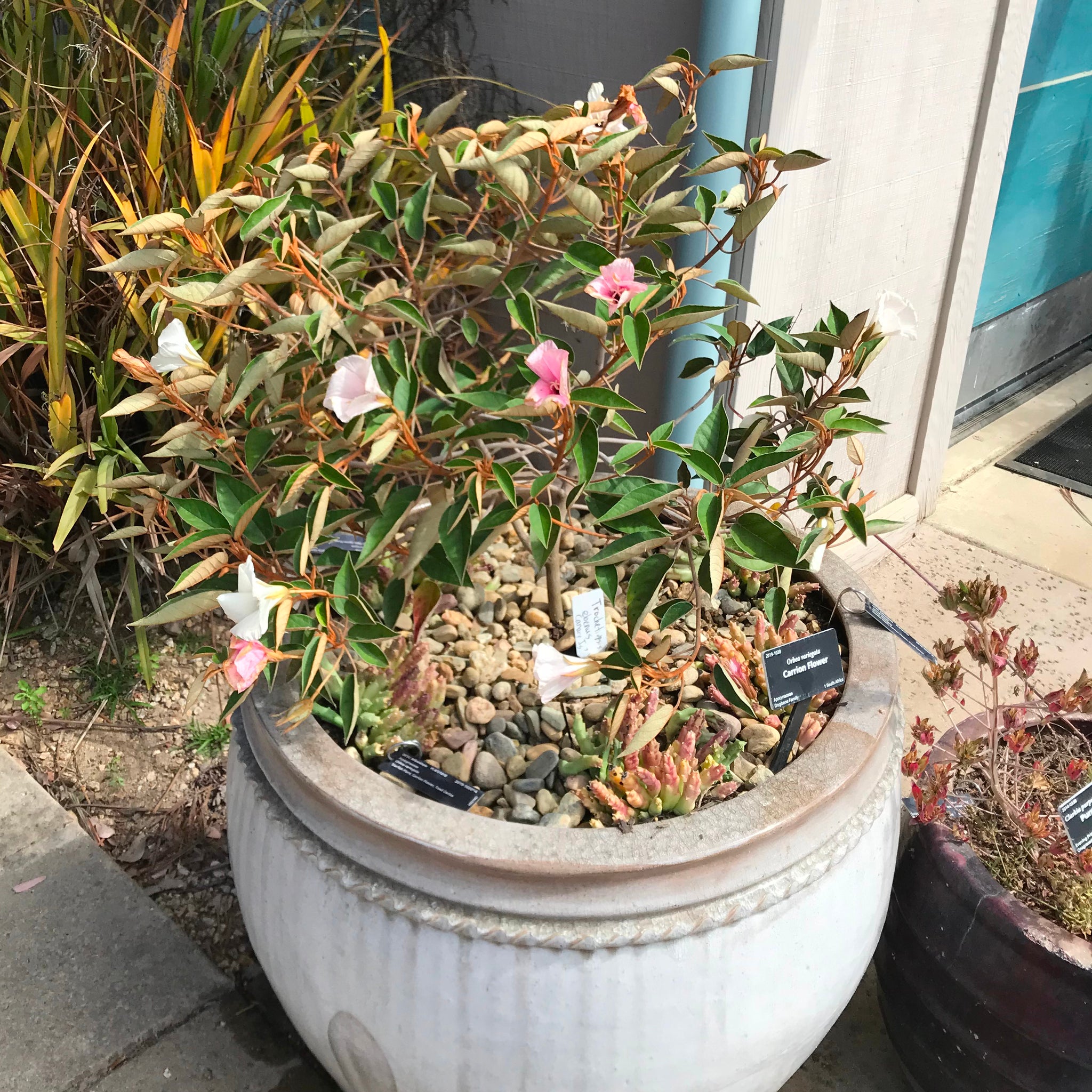 Trochetiopsis ebenus - 1 gallon plant – Norrie's Gift and Garden