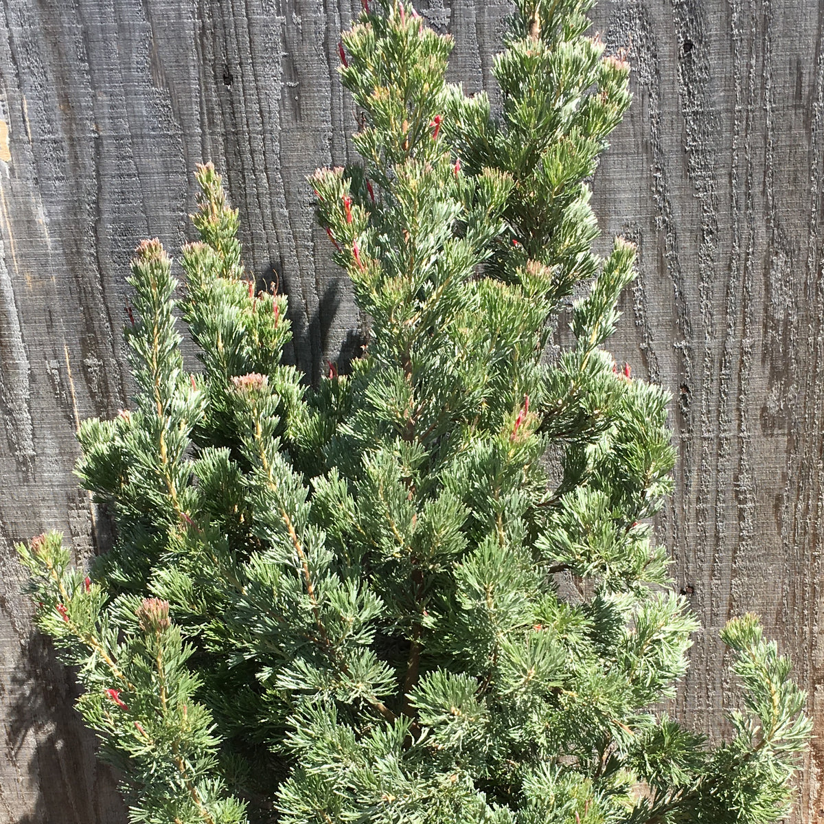 Adenanthos 'Silver Haze' - 1 gallon plant – Norrie's Gift and Garden ...