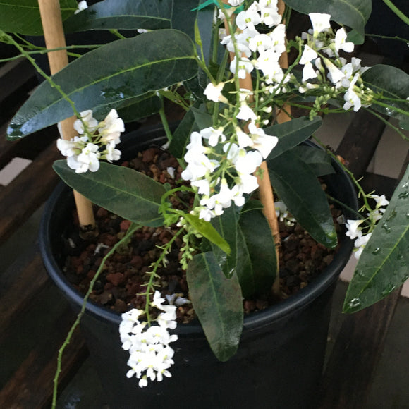 Hardenbergia violacea (white shrub form) - 1 gallon plant