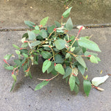 Lasiopetalum macrophyllum - 1 gallon plant