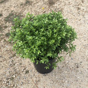 Pittosporum tenuifolium 'Beach Ball' - 5 gallon plant