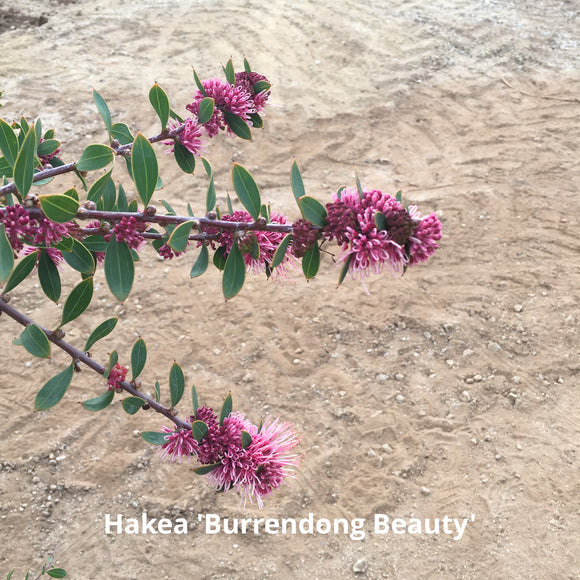 Hakea 'Burrendong Beauty' - 1 gallon plant