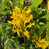 Tecomaria capensis 'Yellow' - 2 gallon plant