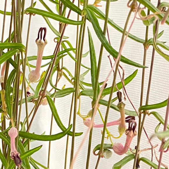 string of needles succulent Ceropegia linearis