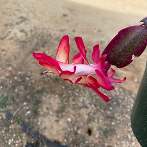 Schlumbergera truncata 'Samba Brazil' - 6 inch plant