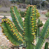Euphorbia 'Green Zebra' - 8 inch plant