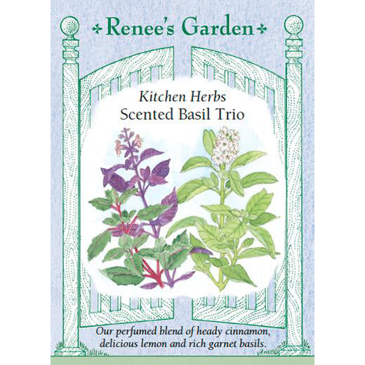 Basil - Scented Trio Kitchen Herbs