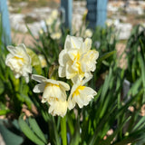 Narcissus tazetta 'Erlicheer' - 6 inch plant