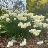 Narcissus 'Erlicheer' - 8 inch plant