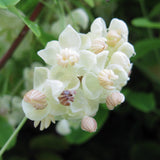 Akebia quinata (white flower) - 2 gallon plant