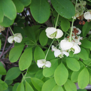 Akebia quinata (white flower) - 2 gallon plant