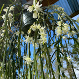 Lepismium warmingiana - 6 inch hanging plant