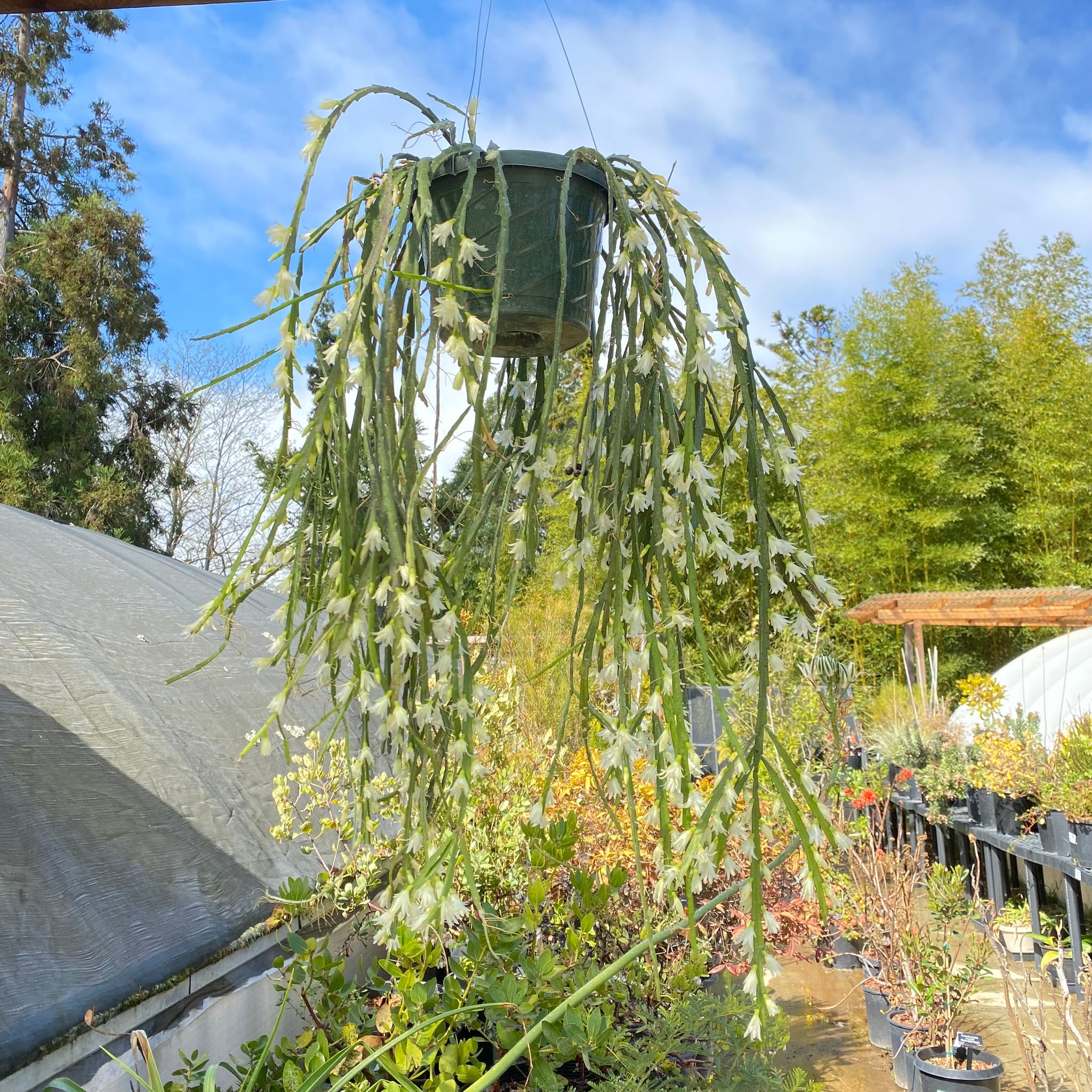 hanging inch plant Lepismium warmingianum