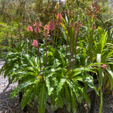 Veltheimia bracteata - 1 gallon plant