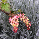 Ribes x gordonianum - 1 gallon plant