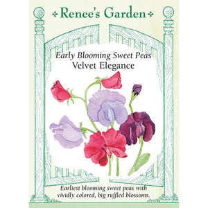 Sweet Peas - Early Blooming Velvet Elegance