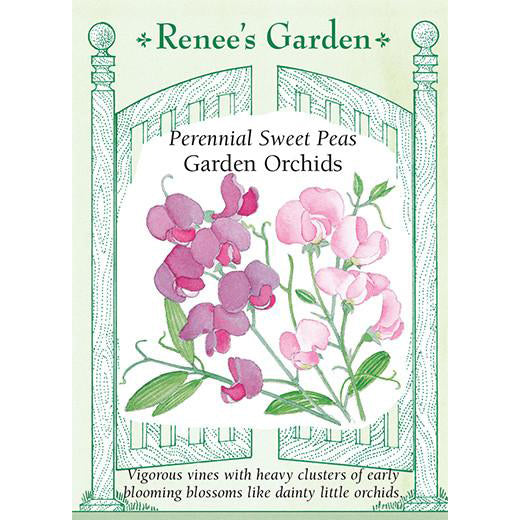 Sweet Peas - Perennial Garden Orchids